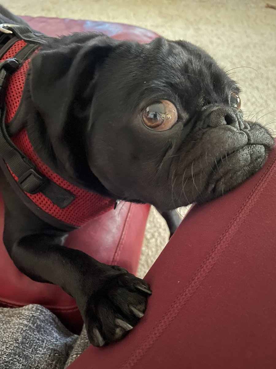 ph_kitty's tweet image. Look at the love and concern on Ridley’s face (when I’m having a snack)!
#pug #blackpug #snackmachine #dogsoftwitter