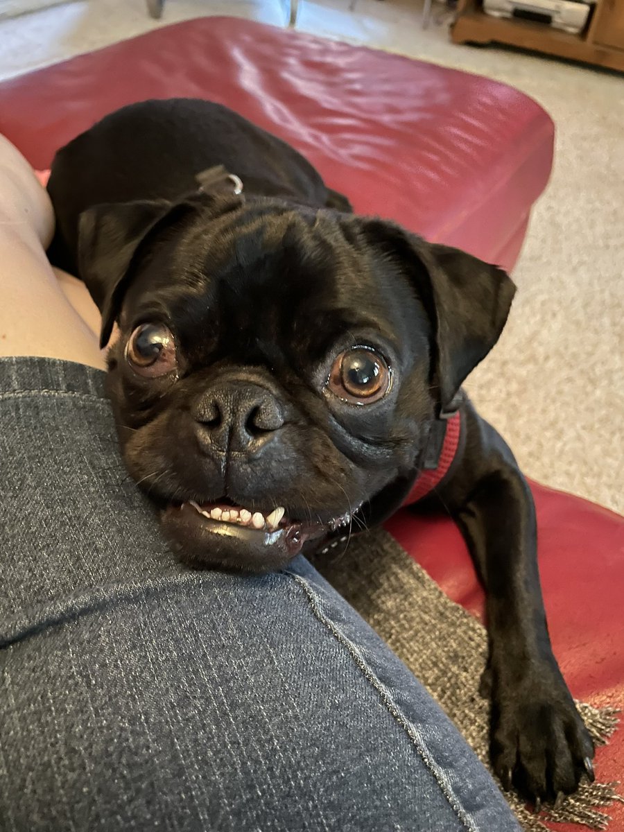 ph_kitty's tweet image. Look at the love and concern on Ridley’s face (when I’m having a snack)!
#pug #blackpug #snackmachine #dogsoftwitter