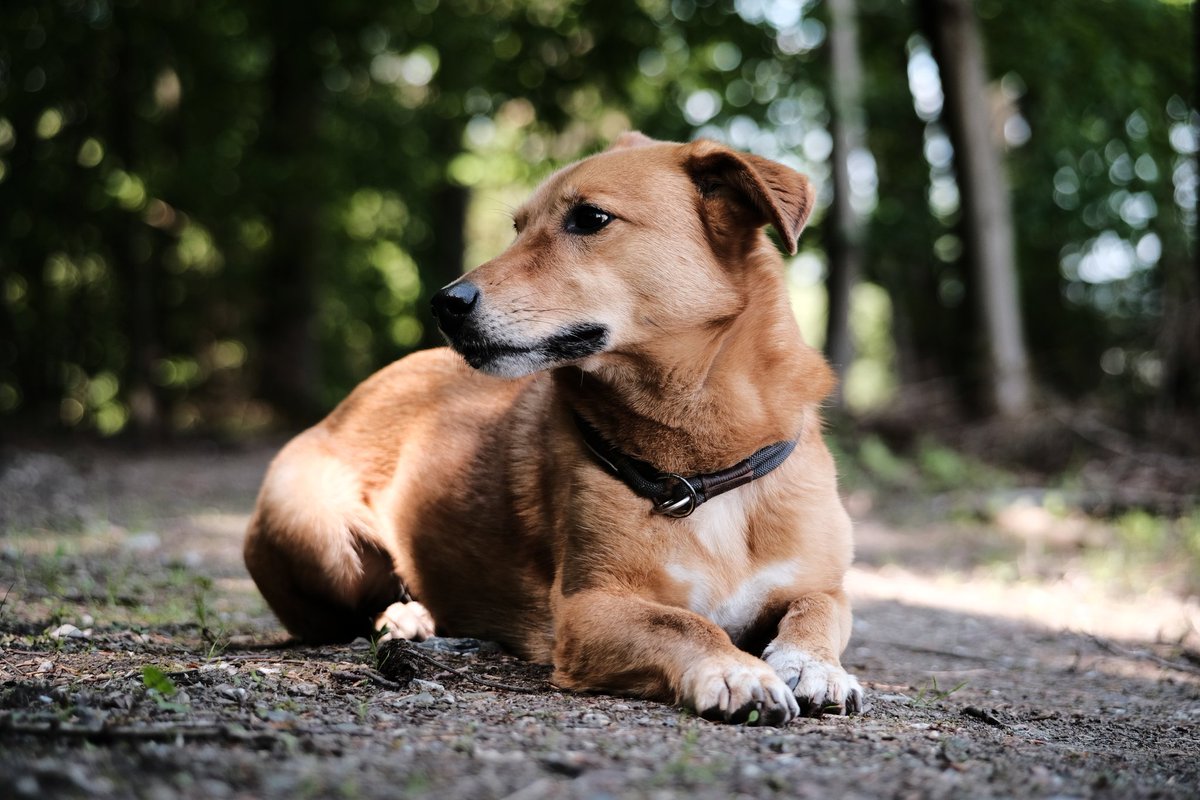 PrymeAdams's tweet photo. He's such a model! 😁 was just messing around with the 7artisans 60mm 2.8 macro lens the other day while walking the Lil fella. All out of camera only tweeked a bit with the in camera raw converter of the X-T20 #fujifilm_xseries #fujifilm https://t.co/LvjHLMyZYx