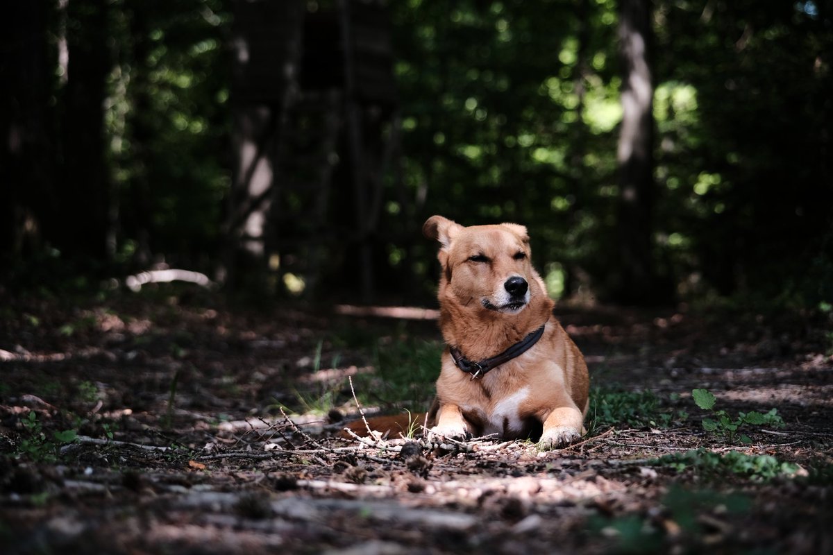 PrymeAdams's tweet photo. He's such a model! 😁 was just messing around with the 7artisans 60mm 2.8 macro lens the other day while walking the Lil fella. All out of camera only tweeked a bit with the in camera raw converter of the X-T20 #fujifilm_xseries #fujifilm https://t.co/LvjHLMyZYx