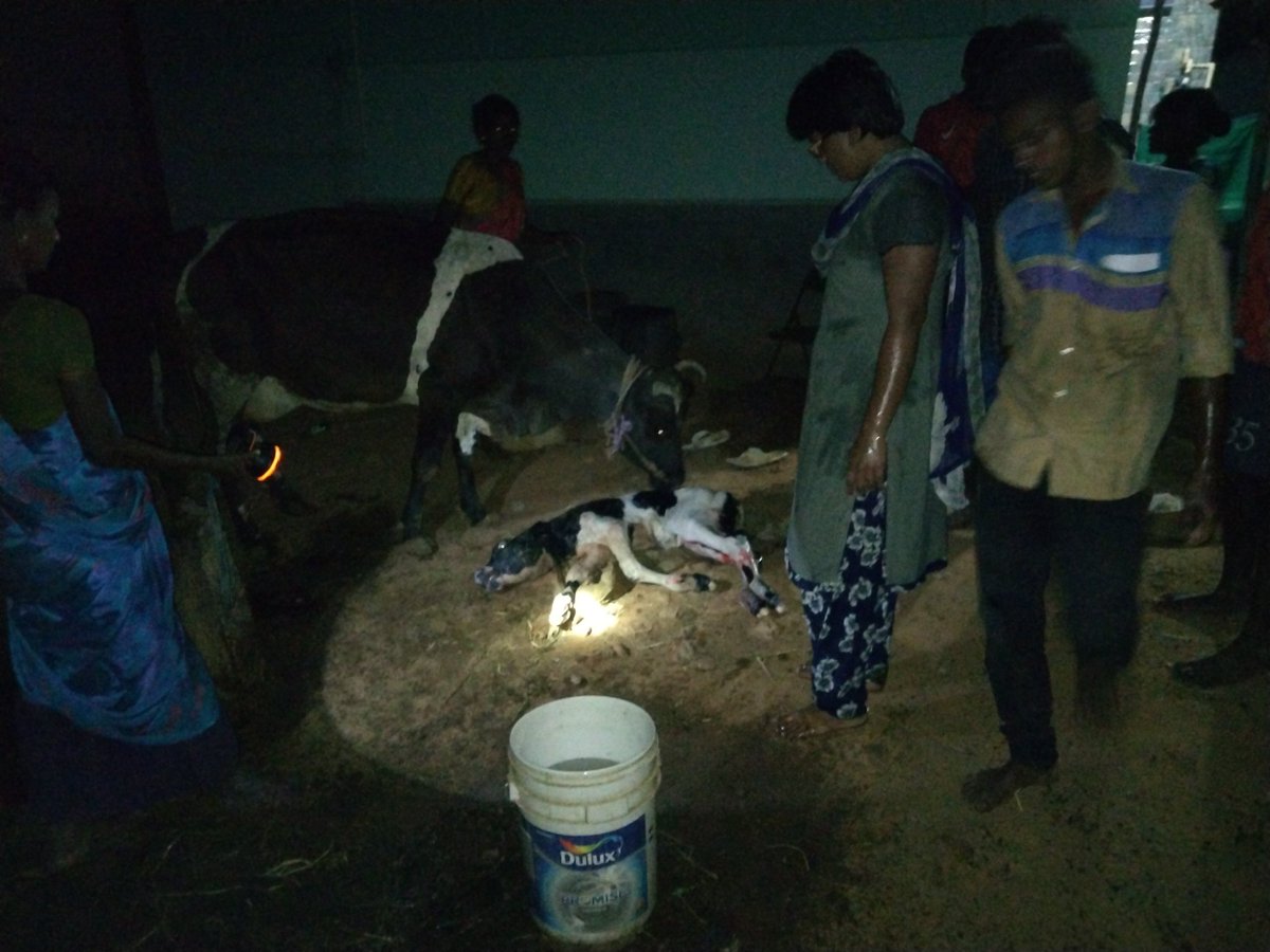 DrSIndhumathi1's tweet photo. Agriculture is the backbone of our economy 
Animal husbandry is the backbone of agriculture
We veterinarians are the backbone of animal husbandry
Appoint our vets to strengthen our backbone
#APPOINT1141VAS
#விடியல்_அரசே_விடியல்_கொடு
#அன்புத்_தளபதி_ஆணையிடு
@mkstalin @ARROffice https://t.co/gMctOxTOch