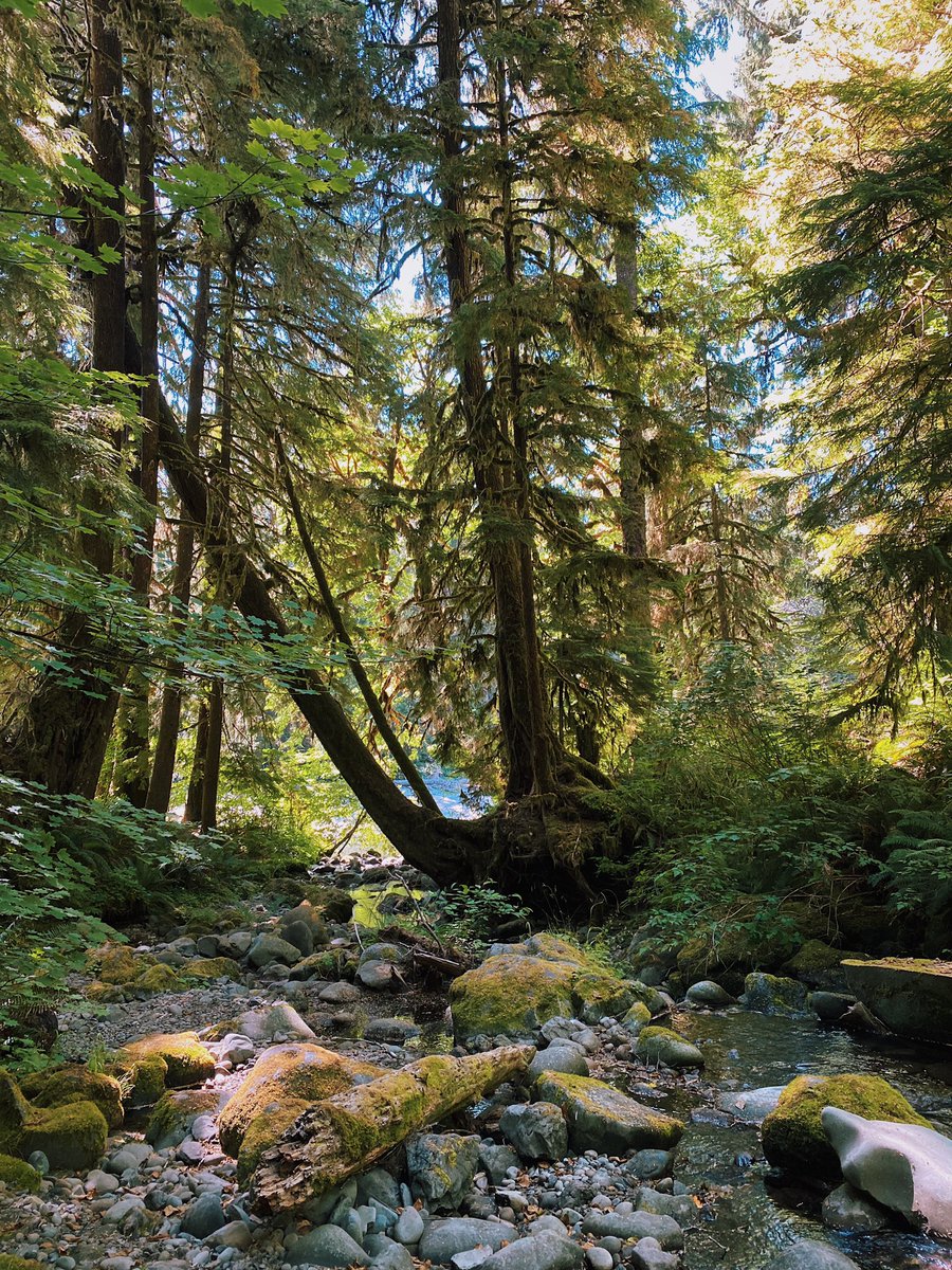 natsfert's tweet photo. We all need photos of forests to make our Thursdays more calm right? https://t.co/UoubrhirwA