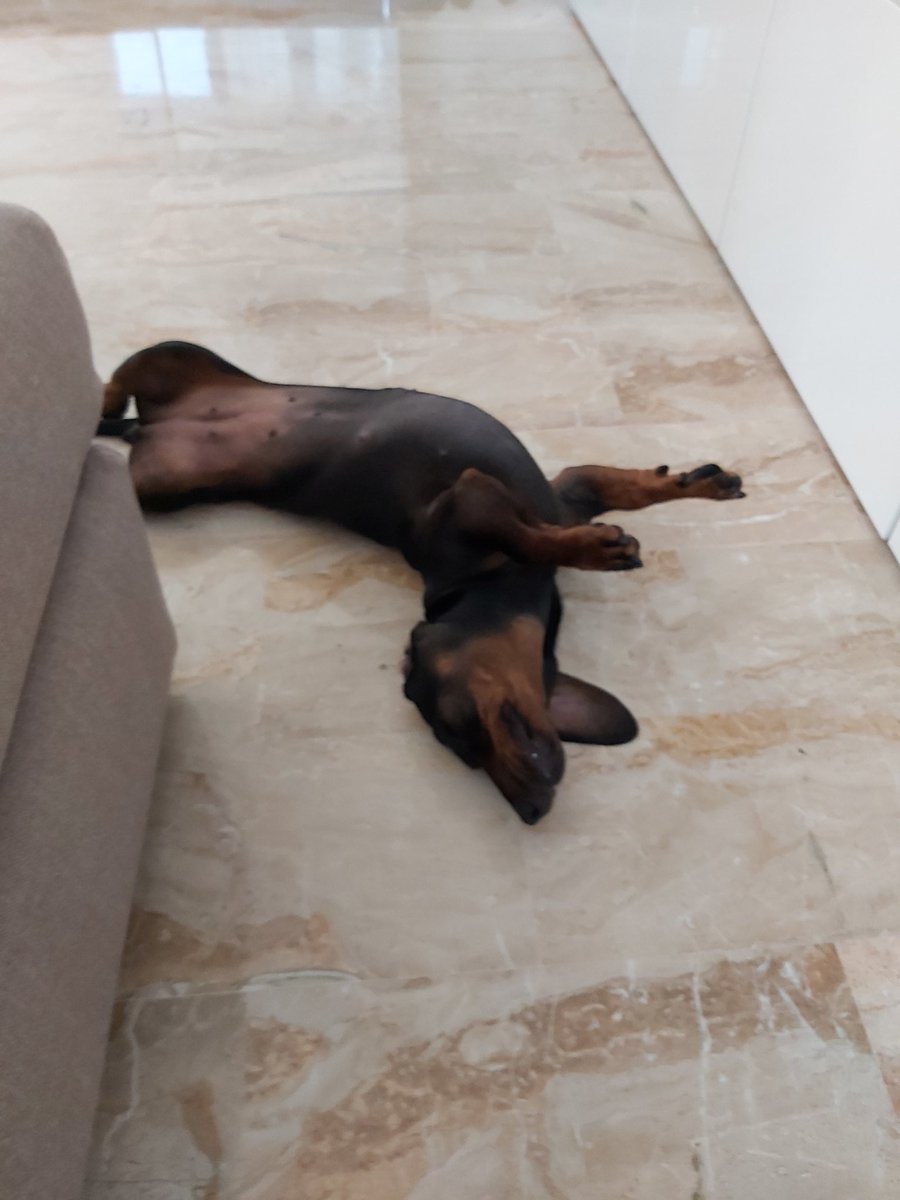 Secondo me  sogna di essere un segnale stradale