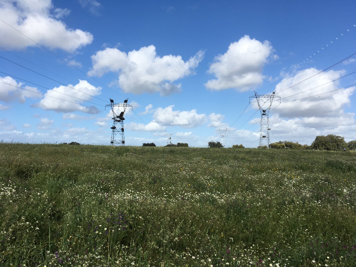 BirdsMove's tweet photo. #WhiteStork migration just started and 3 out of 19 GPS-tracked juveniles won't reach their wintering areas. They've died in #powerlines close to landfill sites, highlithing these sites as collision hotspots, as we've found in our new paper: 
📌https://t.co/AEr4hFF8Aw https://t.co/DUeMQq2GPb