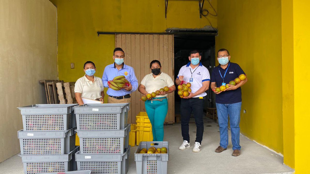mbaquer's tweet photo. #ProyectoSelloAFC Productores de APROCEL en Sucumbíos continúan abriendo canales de comercialización en Lago Agrio; entregan plátano y naranja de calidad en varias presentaciones. @IICAEcuador @IICAnoticias @FIEDSprograma @AgriculturaEc @AgrocalidadEC @mne2019 @GadSucumbios https://t.co/tOoBYCs6Ud