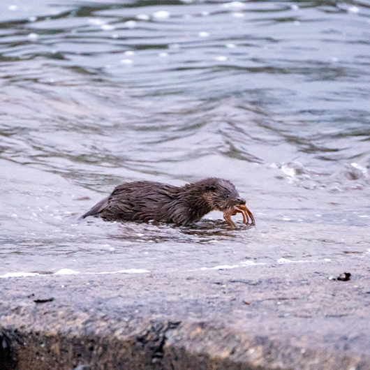 Isle of Raasay Distillery tweet media
