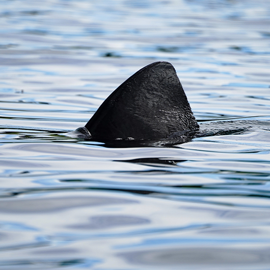 Isle of Raasay Distillery tweet media