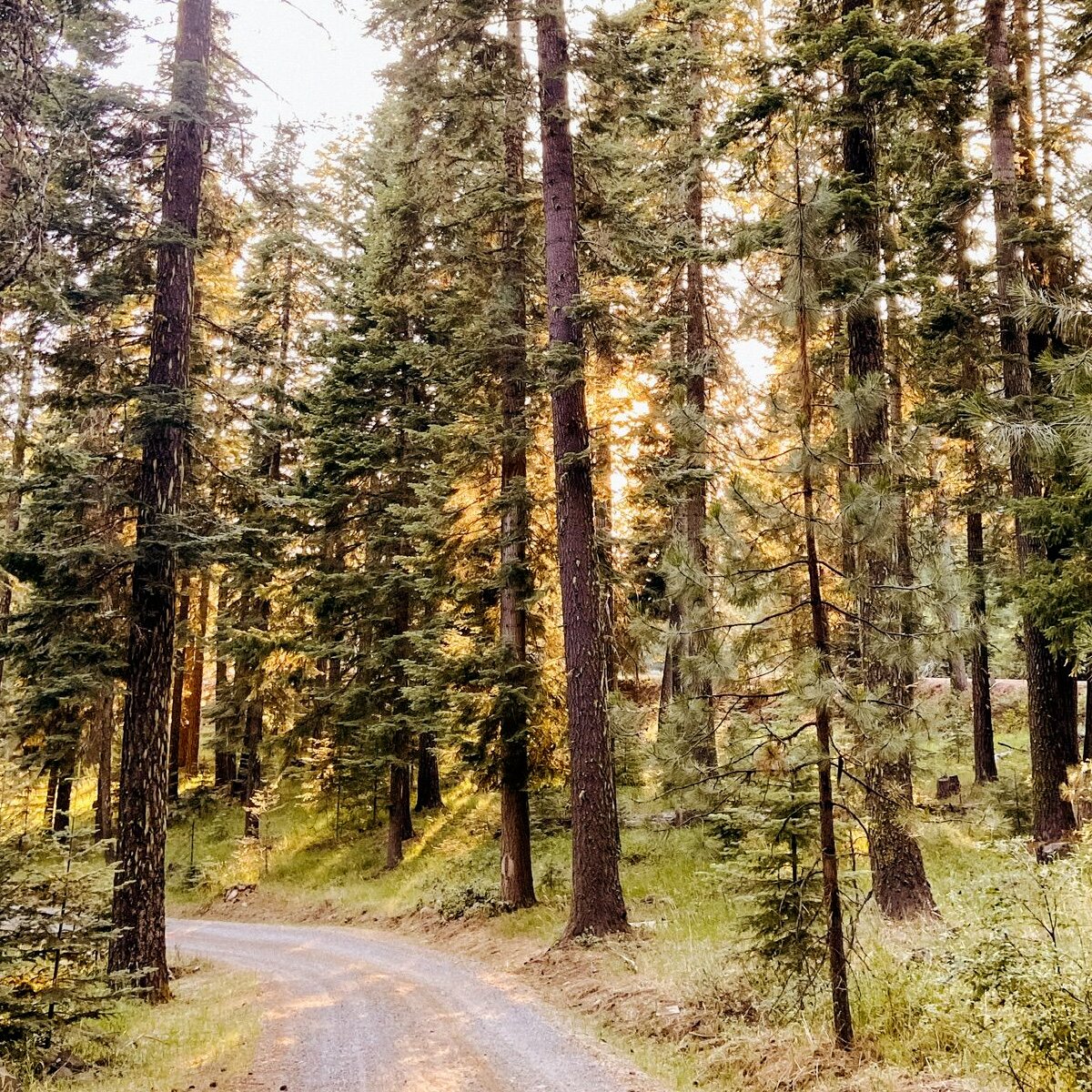 Need to get away from it all? 🌲 It's easy to lose yourself in the peace and serenity of Sisters, #Oregon. 🏠 Book your stay with @sistersvacationrentlas #vacationrental #bookdirect #SistersOR #pnw