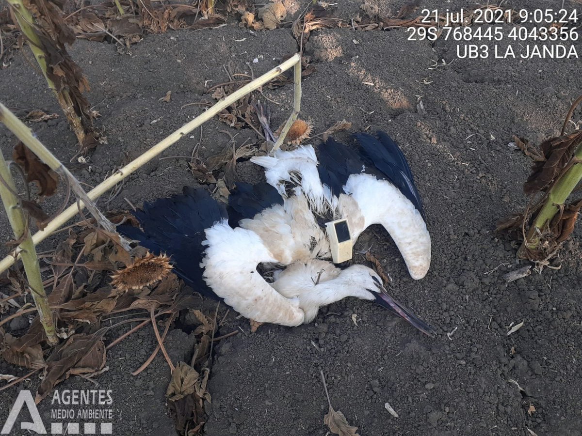 #WhiteStork migration just started and 3 out of 19 GPS-tracked juveniles won't reach their wintering areas. They've died in #powerlines close to landfill sites, highlithing these sites as collision hotspots, as we've found in our new paper: 
📌sciencedirect.com/science/articl…
