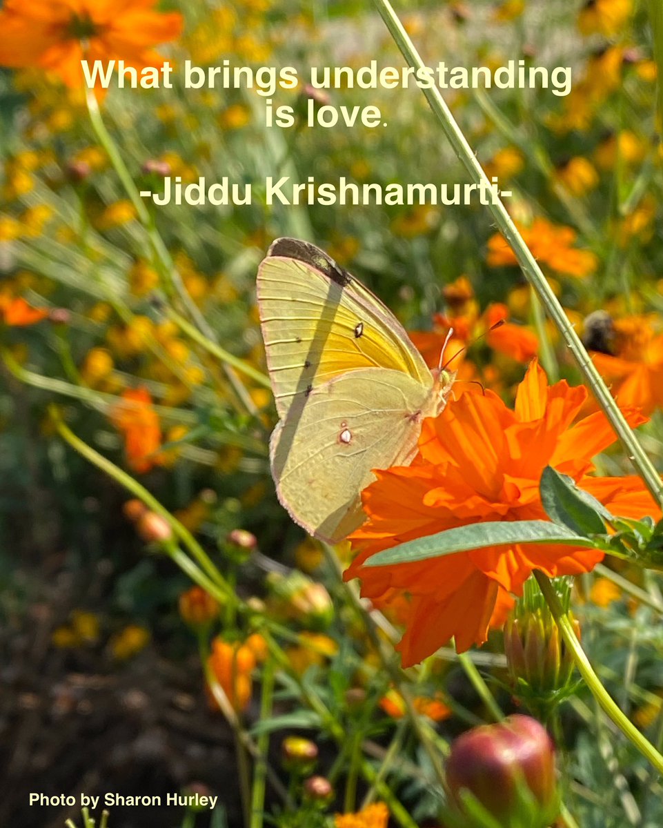 wilson_hurley's tweet photo. What brings understanding is love. -Jiddu Krishnamurti-
love and insight support each other, https://t.co/Ee9YF3Ch9L.
#love #insight #understanding #compassion #compassmethods https://t.co/dMv1IvglSI