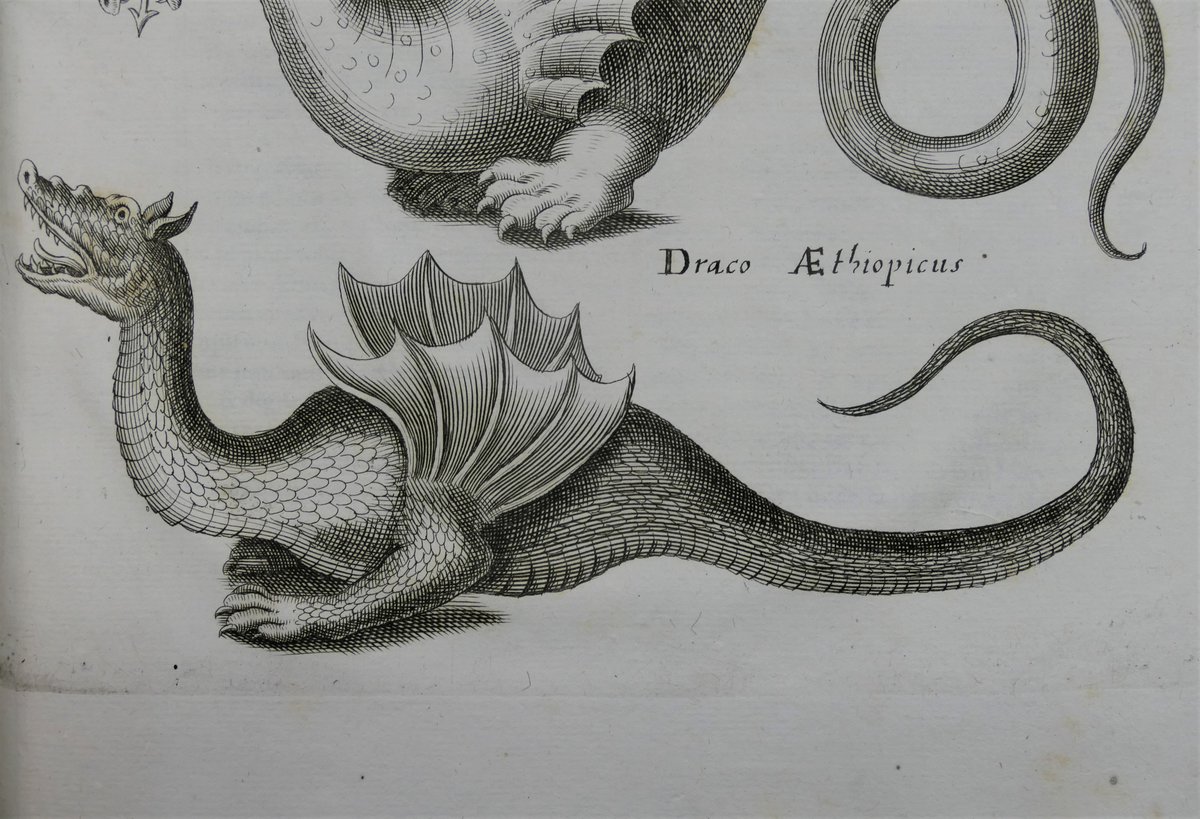 Beim @Elbenwald-#festival  wird es am #Wochenende magisch in #Cottbus. Und da schauen wir doch mal in unsere "Historiae naturalis de quadrupetibus libri", ein #Buch voller phantastischer #Tierwesen aus dem 17. Jahrhundert. #Museum #Stadtmuseum #Lausitz 😀