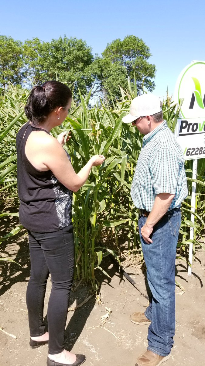<a href="/TamaraCarter20/">Tamara Carter</a> and Mark McNinch talking corn at yesterday's field tour <a href="/ProvenSeed/">Proven Seed</a> #forages #wcdnag