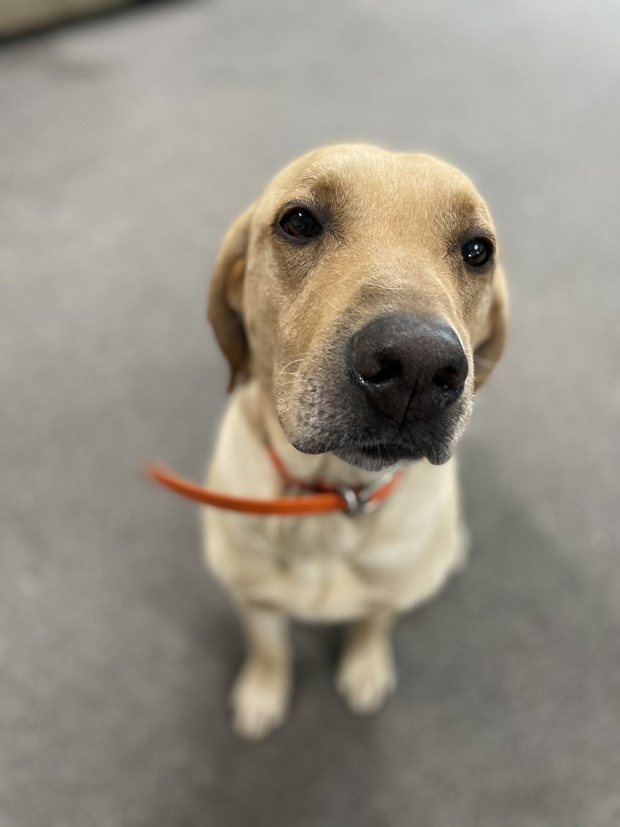 Cherrybend Pheasant tweet media
