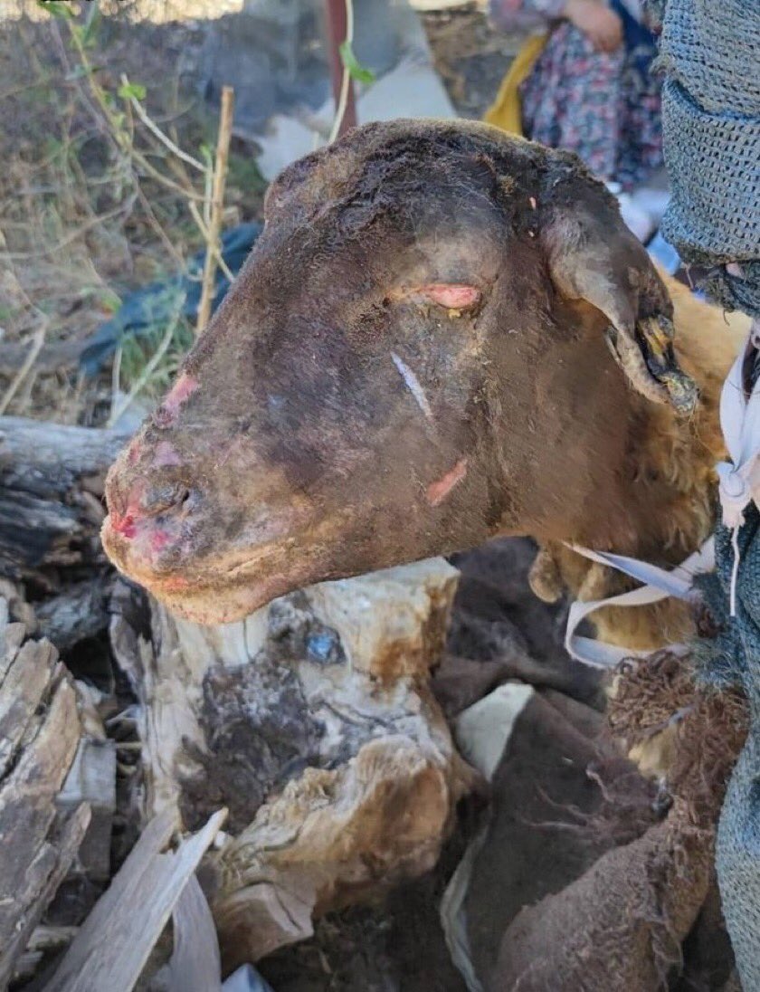 Allah bin türlü bel@nızı versin.. #PKKyaktı