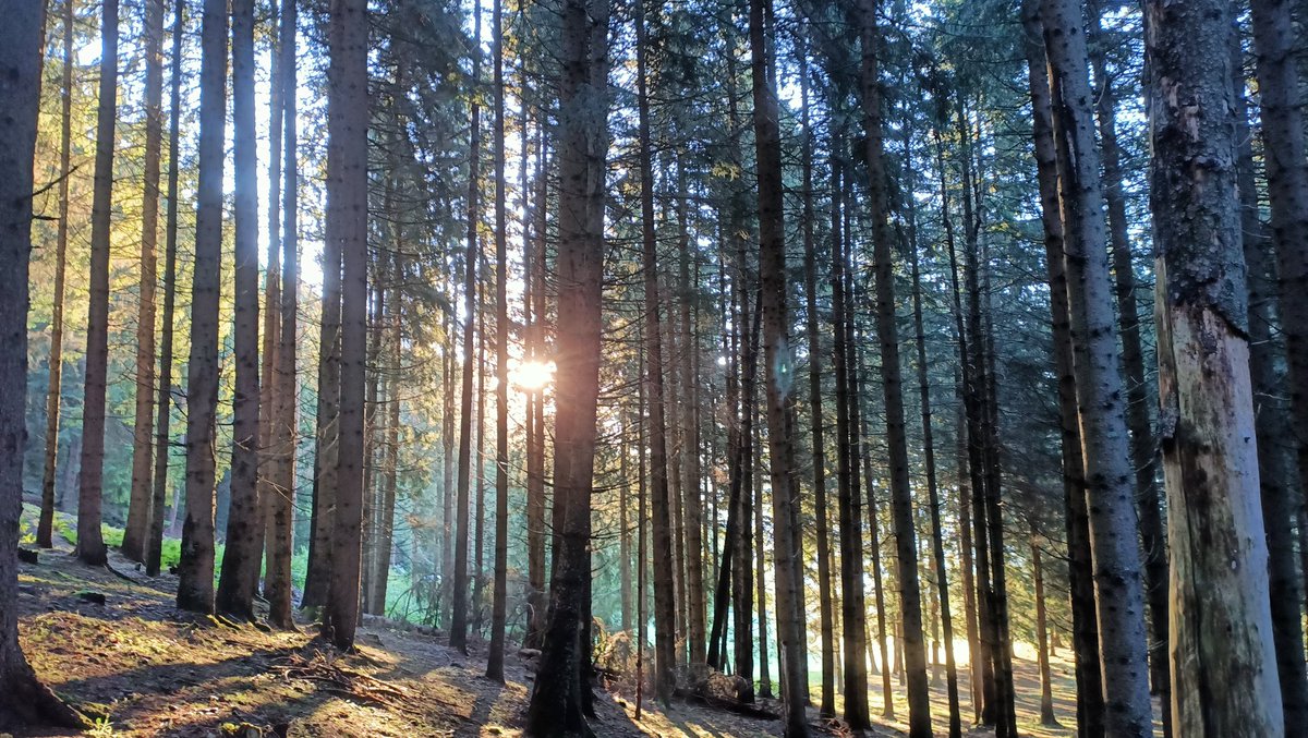 Semplicemente bosco. E montagna. All'alba #Valtellina #Teglio