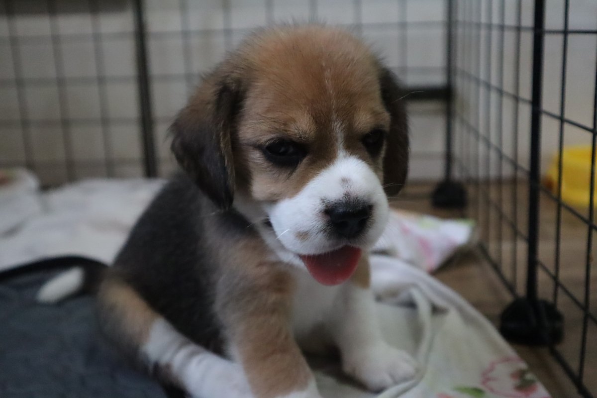 pupperoons tweet picture
