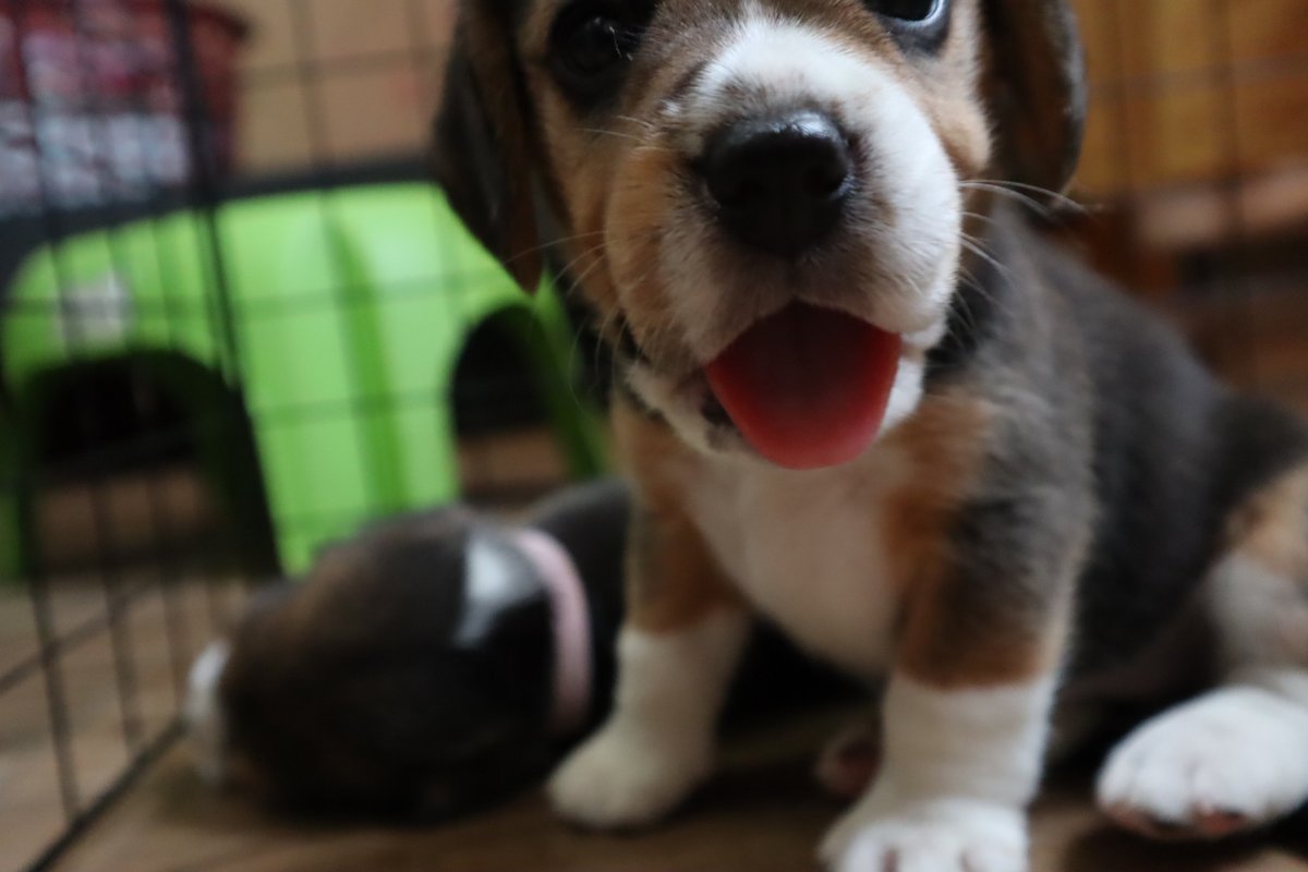 pupperoons tweet picture