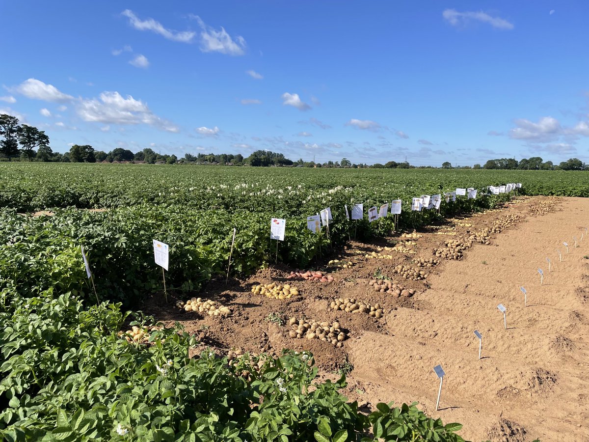 Nene Potatoes variety trial day. #eatmorespuds