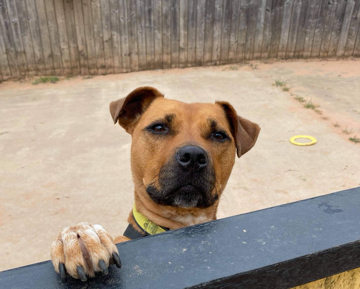 Is that the weekend Layla can see? 👀🐶
​It's almost Friday folks - what are your weekend plans with your pooch? 💛