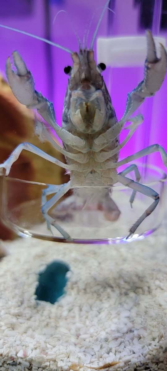 _OneMouseGaming's tweet photo. Don't forget you can see the vicious attack lobster only on OneMouseGaming media.
Stop in and see the cheeky bugger.
https://t.co/YTeNY6rpDd https://t.co/v0ID7muL26