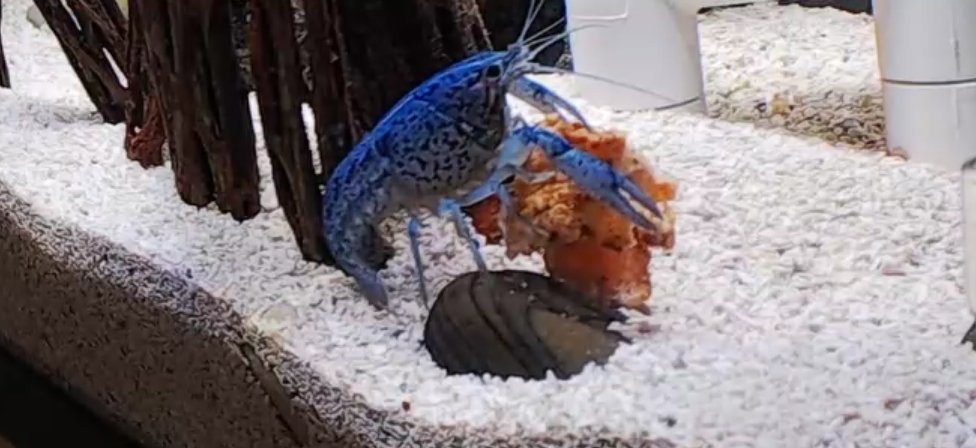 _OneMouseGaming's tweet photo. Don't forget you can see the vicious attack lobster only on OneMouseGaming media.
Stop in and see the cheeky bugger.
https://t.co/YTeNY6rpDd https://t.co/v0ID7muL26