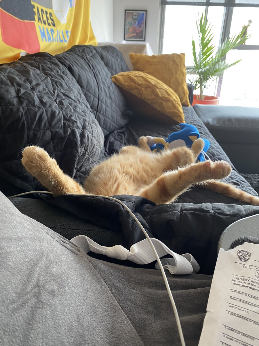 AsmrStaz's tweet photo. New cat poses of the day 😂 https://t.co/rKULGy88a2