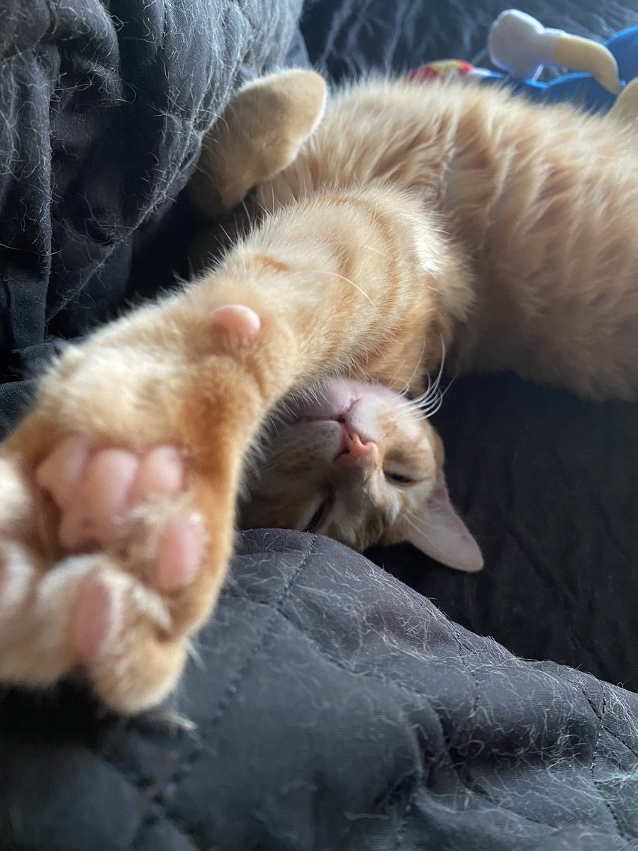 AsmrStaz's tweet photo. New cat poses of the day 😂 https://t.co/rKULGy88a2
