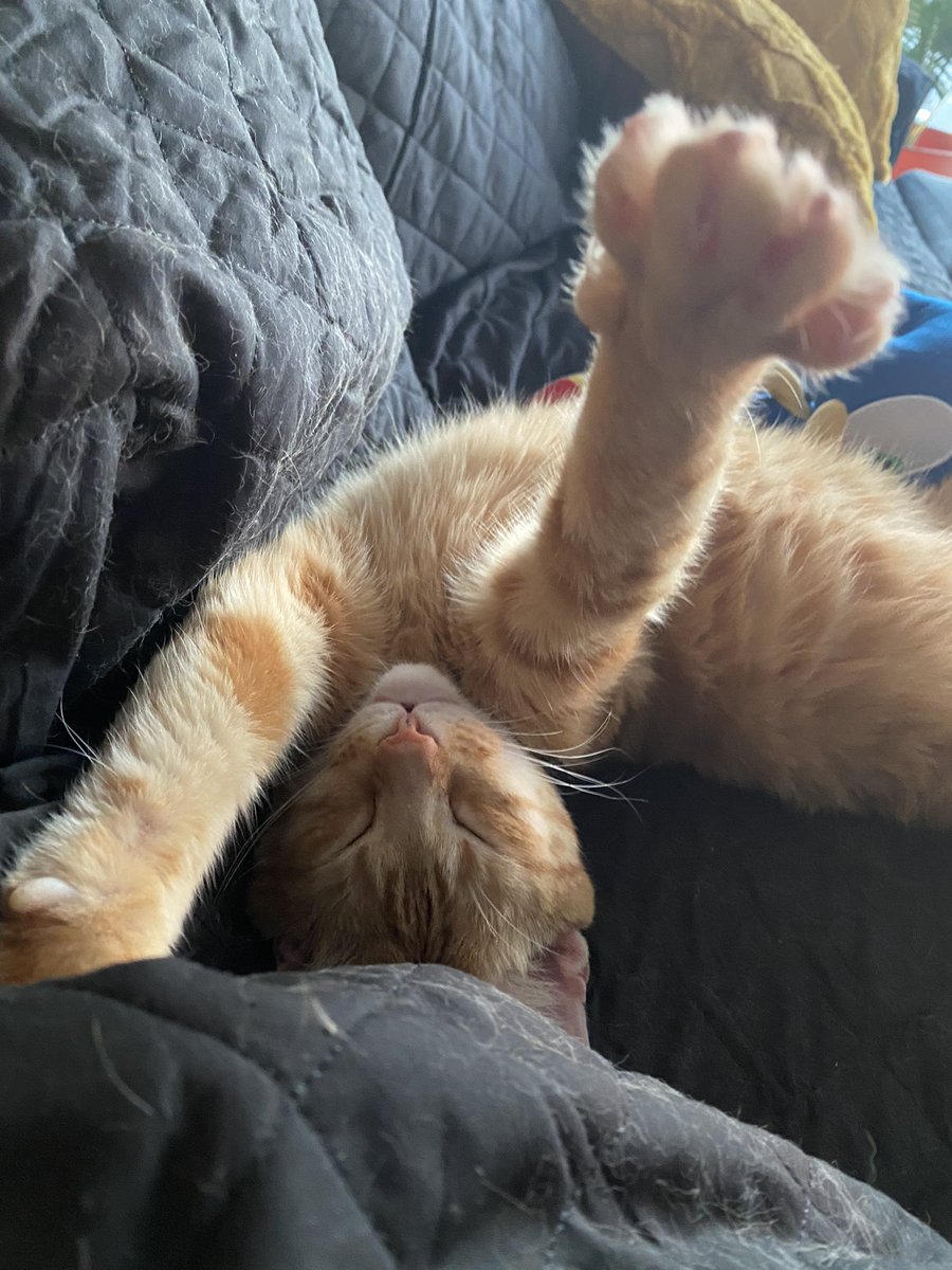 AsmrStaz's tweet photo. New cat poses of the day 😂 https://t.co/rKULGy88a2