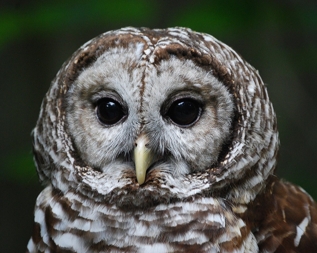 VLMuseum's tweet photo. We think owls are awesome everyday but they are extra special on #OwlAwarenessDay. Virginia is home to eight species of owls, can you name them? We'll start the list off with Gary: Great Horned Owl, Vera: Barred Owl, and Ollie: Eastern Screech Owl π¦ #valivingmusuem #owls https://t.co/xOutOmWcbj