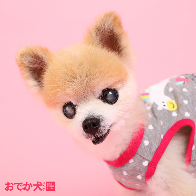 おでか犬 Dec ドッグフォトグラファーkida 愛犬撮影 テクニック モデルさん目が見えない場合は 嗅覚や音を意識して目線を誘ってみよう どちらも反応がない場合は振り向いた瞬間をひたすら待つべし おでか犬 毎週木曜配信 ペット撮影 撮影