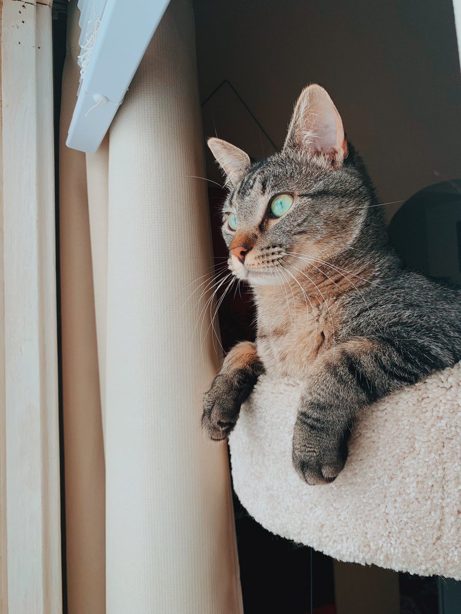 marrie03's tweet photo. you adopt 1 cat and then suddenly you have 3 cats https://t.co/fBKnlbUAjr
