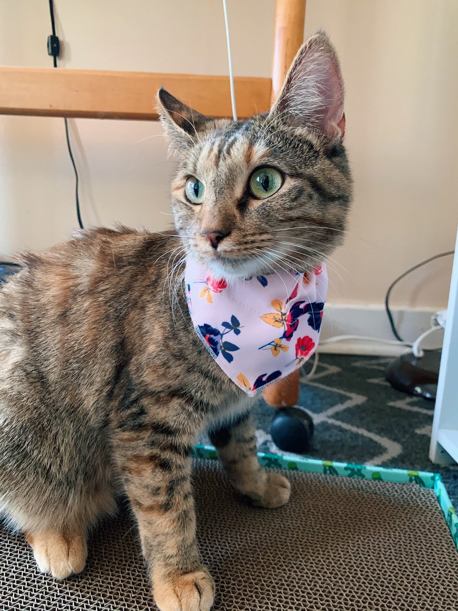 marrie03's tweet photo. you adopt 1 cat and then suddenly you have 3 cats https://t.co/fBKnlbUAjr