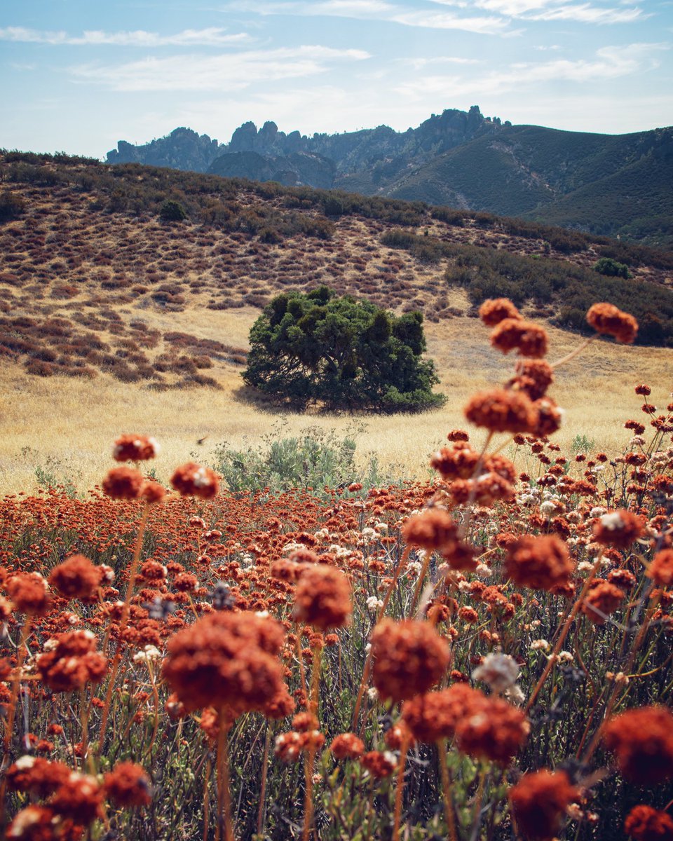 SuddenlySee_com's tweet photo. Heartbroken to hear some of these hills are on fire. If you’re heading to @PinnaclesNPS (especially the west side), make sure to check for road closures and updates on the #PinnaclesFire before visiting. Took these shots 3 days ago from where the fire is currently burning. https://t.co/hvDR37dFID