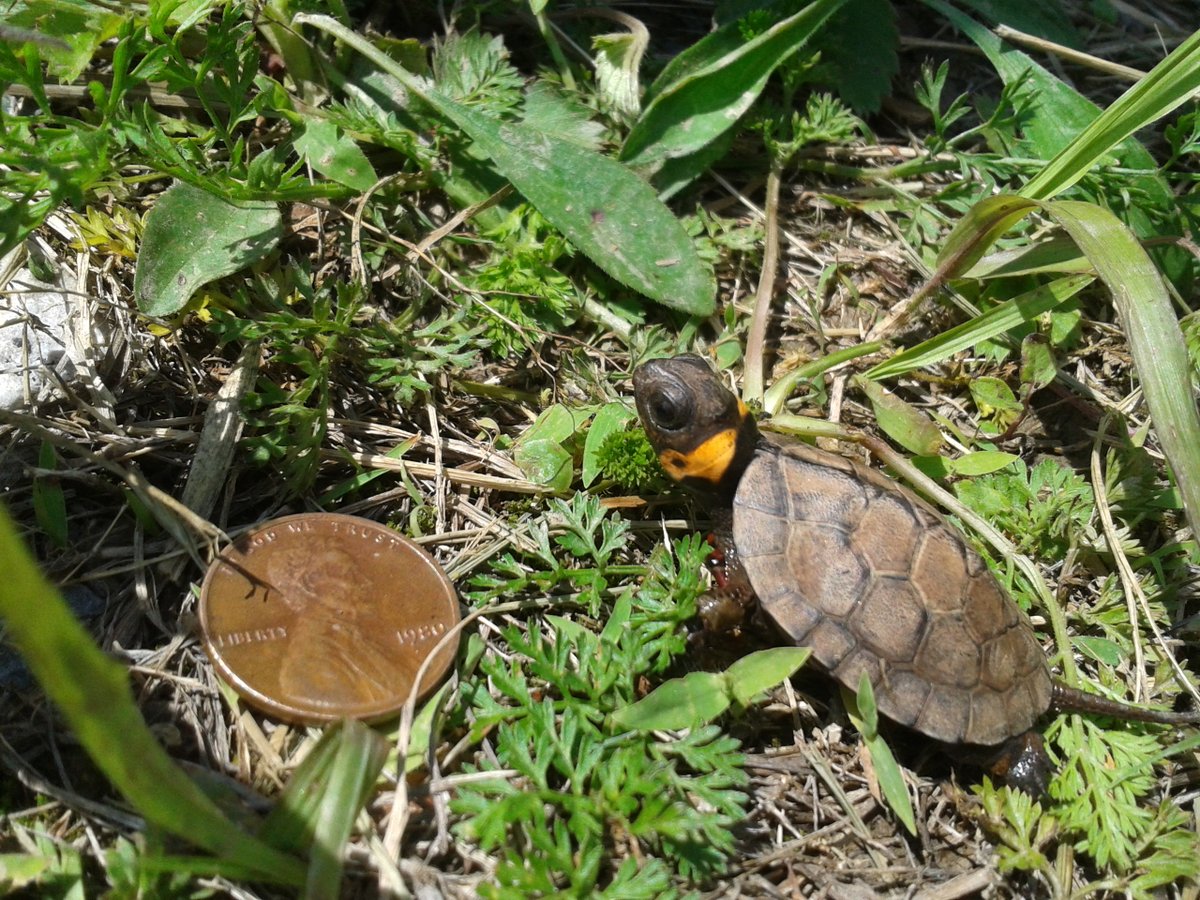 USFWSNortheast's tweet photo. The bog turtle is one of our tiniest turtles and also one of the rarest. A mature adult is just 3-4 inches long, or about the size of your palm. The tiny turtle pictured here is just a hatchling, note the penny for comparison! πΈLeslie Pitt/USFWS https://t.co/asohROyQOJ