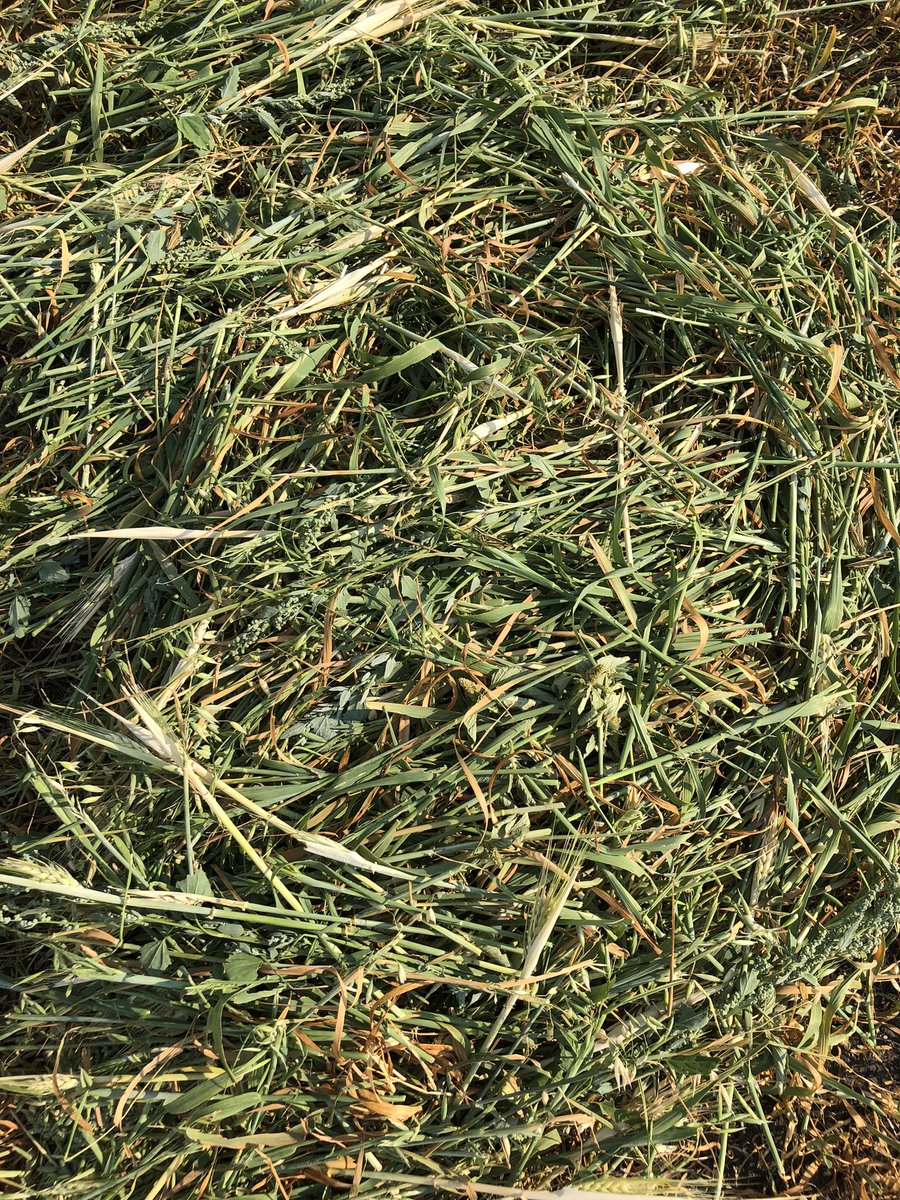 LundarFair's tweet photo. Lundar Ag Society volunteers are back in action… Oats and Barley mix silage bales. Once feed test is done tenders will be out. Decent crop, it seen a bit of moisture this summer. #agproud #cowfeed https://t.co/JEZI8cxdvh