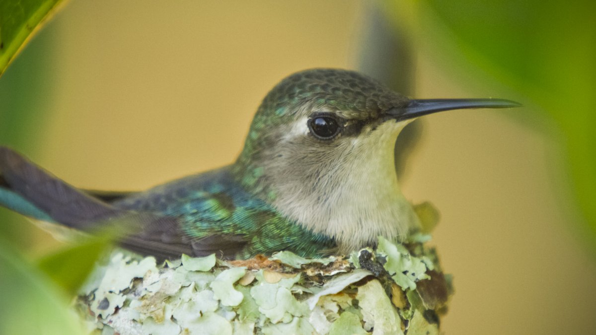 We’re so delighted to see the hard work of an incredible team recognised with THREE Emmy nominations for ‘Cuba’s Wild Revolution’:

Outstanding NATURE DOCUMENTARY
Outstanding CINEMATOGRAPHY: DOCUMENTARY
Outstanding SOUND
