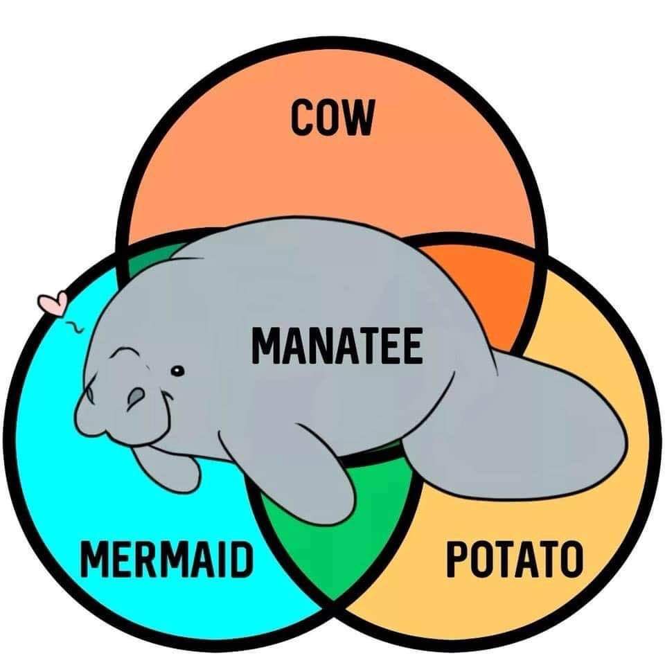 DapperManatees's tweet photo. What three are you? Like and share your three! #dappermanateecc https://t.co/4sX1s9AJ4F