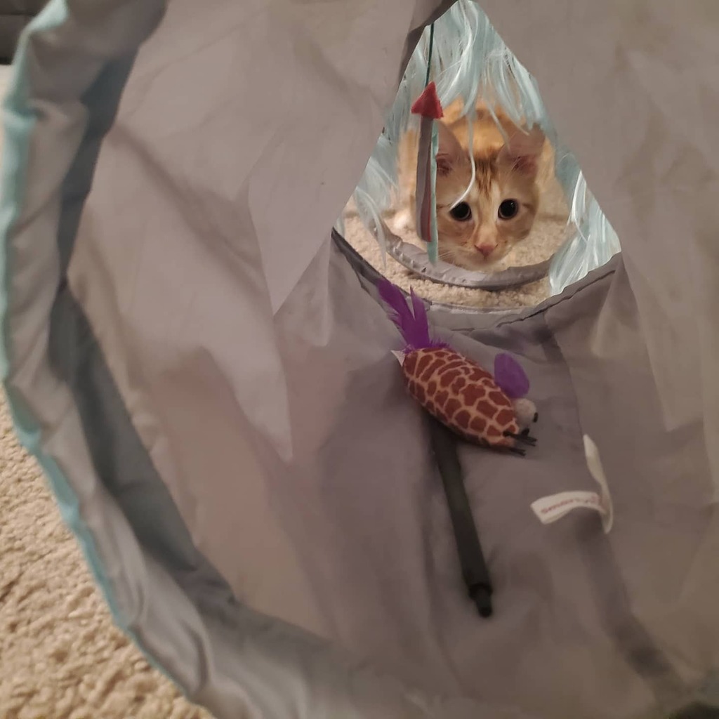 belovedpetsit's tweet photo. Look at this cutie patootie

🌟 SAN DIEGO PET SITTERS &amp; DOG WALKERS  🌟

Are you going on vacation? Work long hours? Feel guilty when you leave your fur baby? We can help! Unlike the hassle of boarding, the employees at BeLoved Pet Sitting come to your… https://t.co/R9hGPq4rhk https://t.co/UrzKUh3R9F