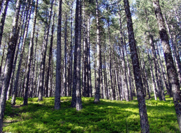 Balıkesir'de ormanlara giriş 3 ay yasaklandı
bbc.in/3yg7B2g