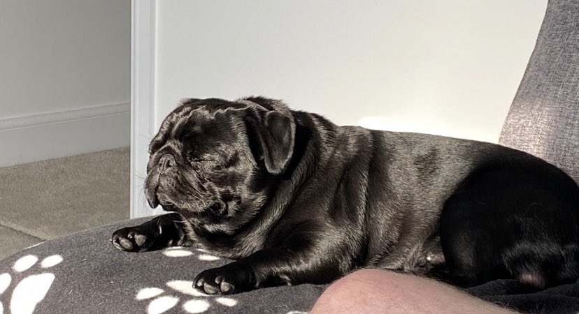 Pug_L1fe's tweet photo. It’s a dogs life! 🐾 X #puglife https://t.co/ftf1THZyFR