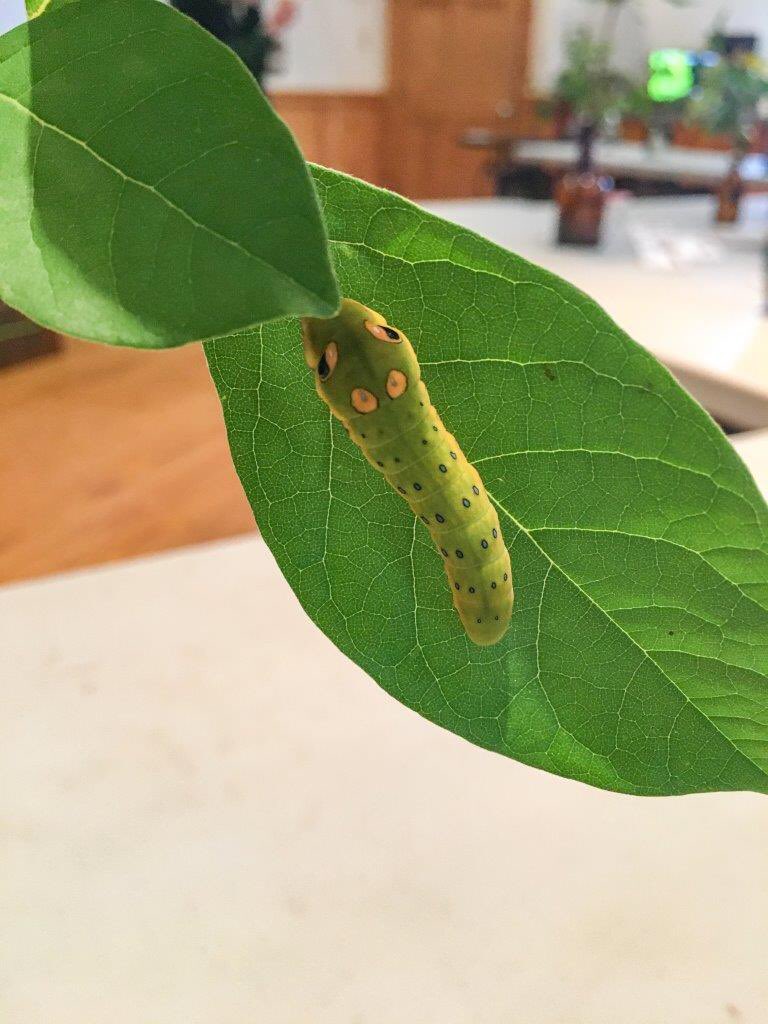 Squam Lakes Natural Science Center on Twitter "Did you know