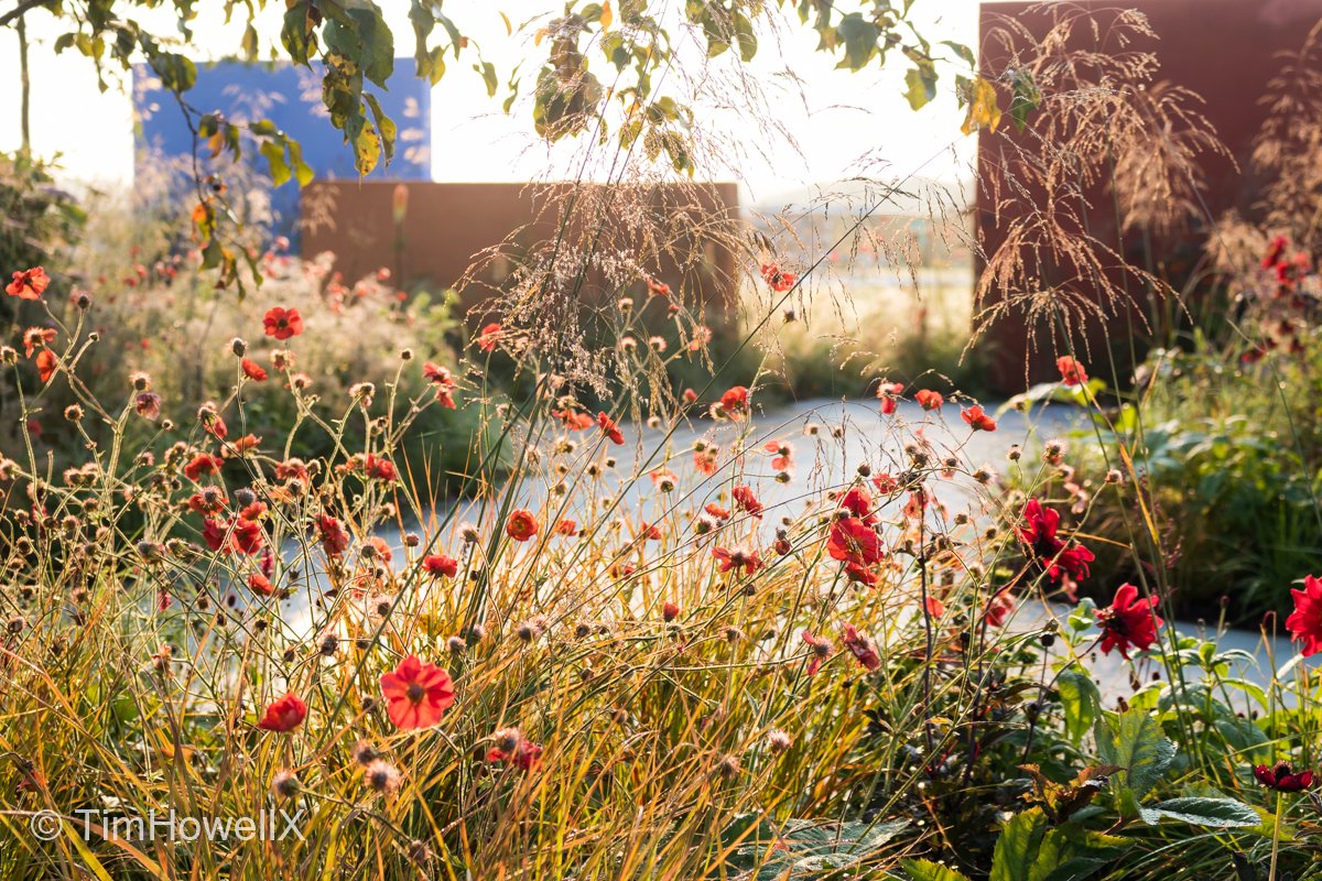 TimHowellX's tweet photo. #Top20Highlights of #RHSTatton #Highlight 06 Early morning or late afternoon the RHS Flower Power Garden always had a wonderful glow, as does its designer @Anca_ElenaP. Built by @Landstruction plants @BernhardsPlants stone @CEDStoneGroup &amp; @_LONDONSTONE hedging @bighedgecompany https://t.co/LBA7PWSEj0