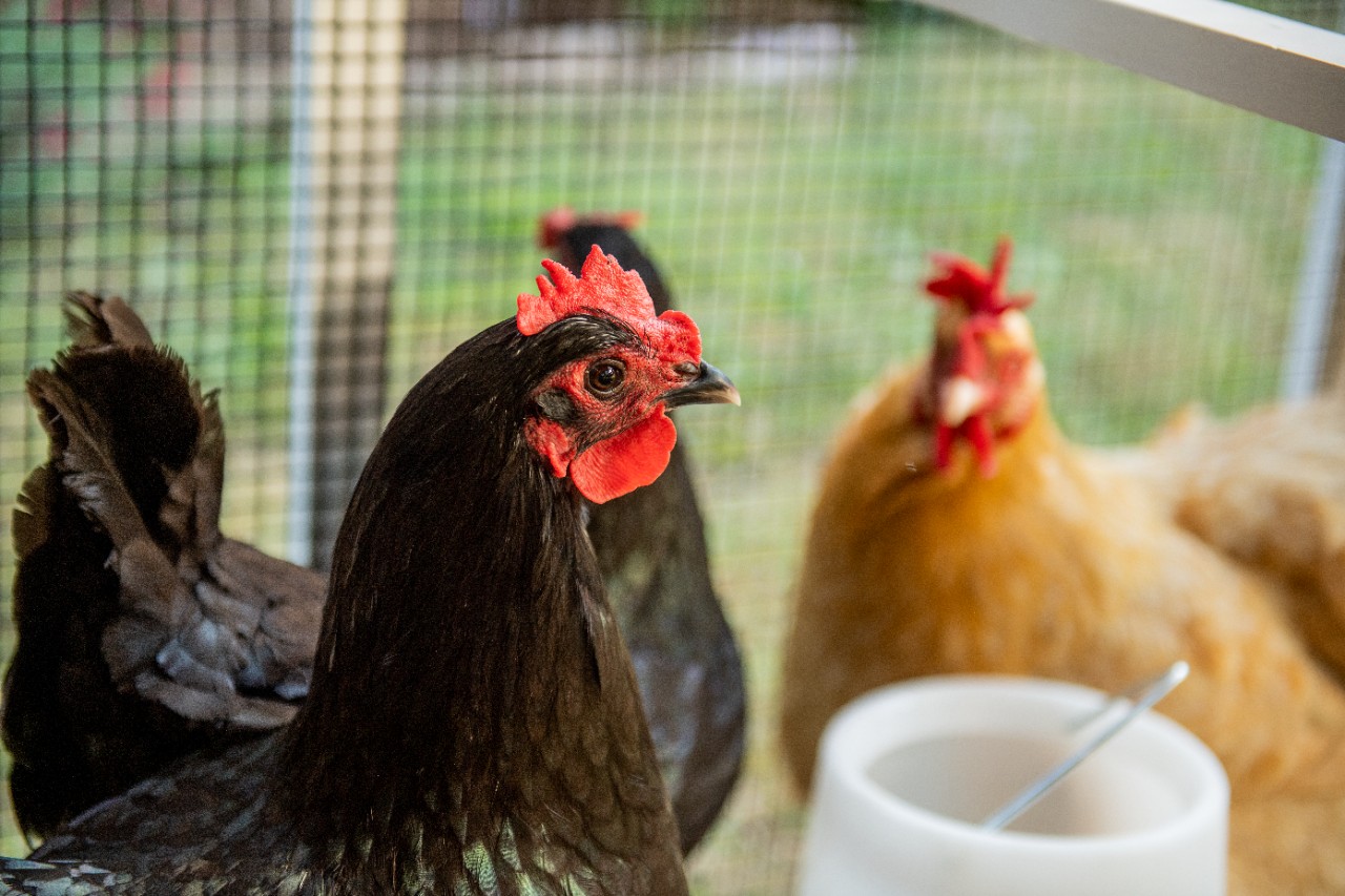 Tractor Supply on Twitter "Try our sameday delivery with the click of