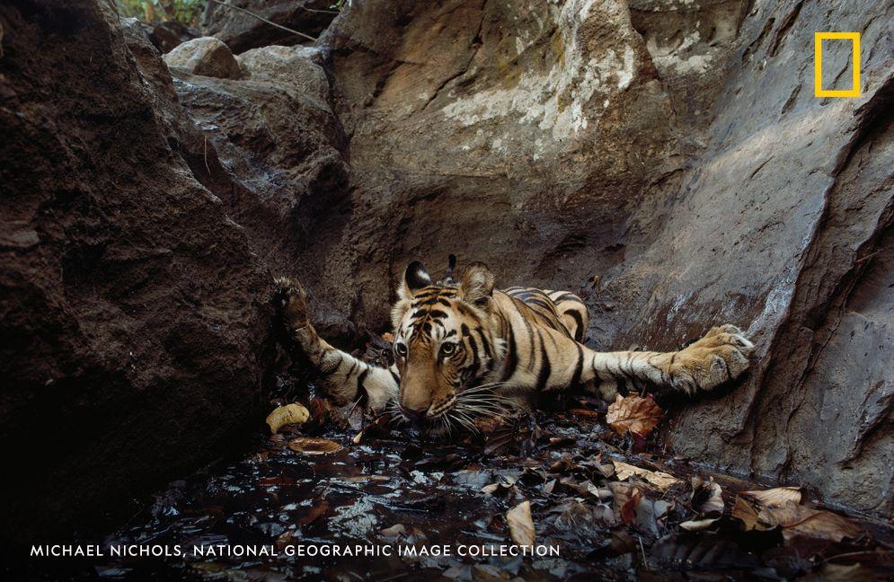 Bengal Tiger  National Geographic