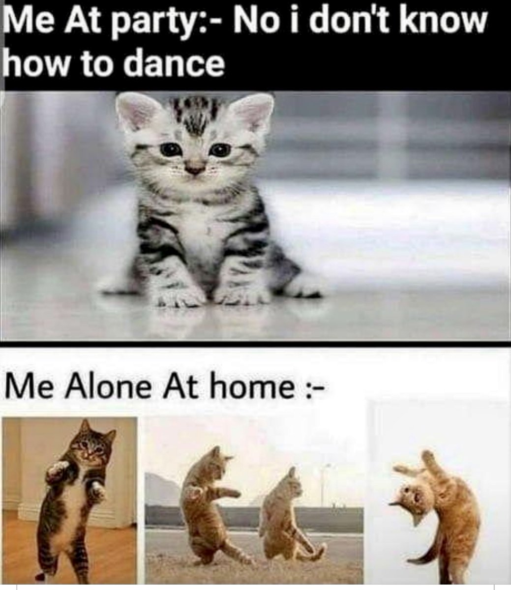 BertsBoxCo's tweet photo. Bert and Jack hope you find reasons to dance today!  

DM for credit

#thursday #dance #bertsboxco #orangecat #catsofinstagram #cat #kitten https://t.co/A7xhQ6EbRG