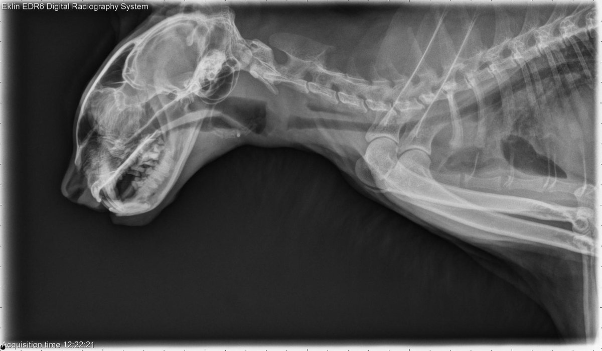 vetlucent's tweet photo. 7 year old Domestic Shorthair: This week’s case is a 7-year-old male neutered Domestic Shorthair cat with difficulty breathing. What are the two main findings? https://t.co/xwTRVB5Wrv https://t.co/YEZaobhs10