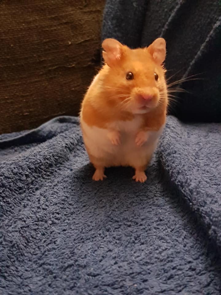 ScottishSPCA's tweet photo. 🐹 🐾 Amy adopted Gus from our Glasgow centre in April.  She says Gus has settled in well and loves his favourite snacks of cauliflower and pumpkin seeds!

He’s the first hamster she's  in eight years since she was a child, and says it’s lovely to have one in her life again! https://t.co/D20wge7r70