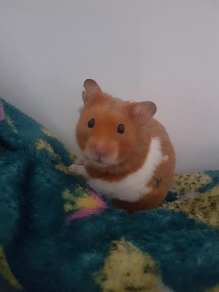 ScottishSPCA's tweet photo. 🐹 🐾 Amy adopted Gus from our Glasgow centre in April.  She says Gus has settled in well and loves his favourite snacks of cauliflower and pumpkin seeds!

He’s the first hamster she's  in eight years since she was a child, and says it’s lovely to have one in her life again! https://t.co/D20wge7r70