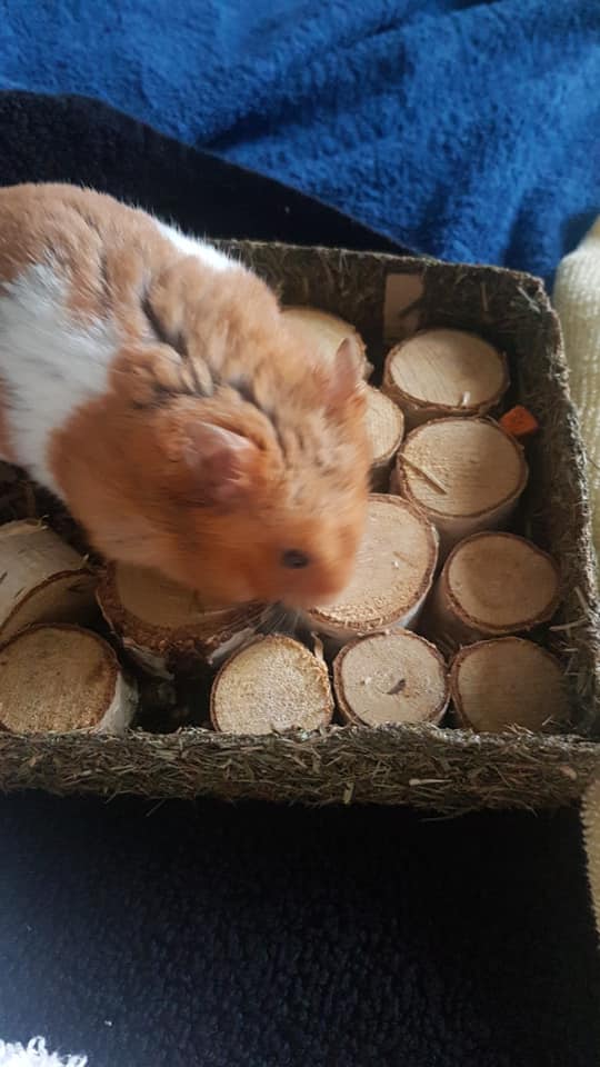 ScottishSPCA's tweet photo. 🐹 🐾 Amy adopted Gus from our Glasgow centre in April.  She says Gus has settled in well and loves his favourite snacks of cauliflower and pumpkin seeds!

He’s the first hamster she's  in eight years since she was a child, and says it’s lovely to have one in her life again! https://t.co/D20wge7r70