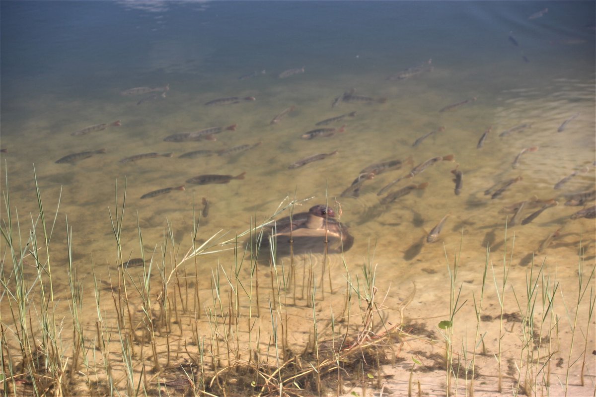 RevolutionATV's tweet photo. Hey buddy, nice to see you!🐢🌾
*
*
*
*
#getdirty #getoutside #freshair #letsgetdirty #privatelake #bassfishing #lakeviews #adventure #adrenaline #offroad #atv #atvlife #goodvibes #clean #outdoors #localbusiness #localattraction #lovefl #funtimes #staycation https://t.co/Uk55PGluAI